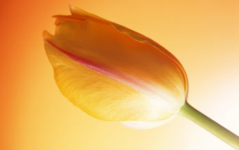 Hot Tulip screenshot