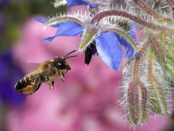 Hovering Honey Bee screenshot