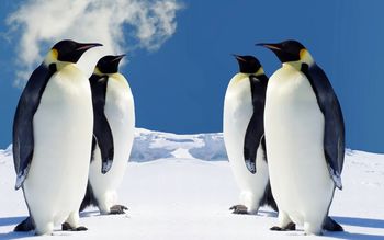 HQ Penguins screenshot