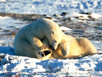 Huddling For Warmth Polar Bears screenshot