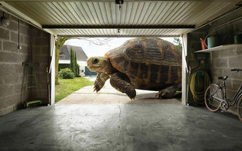 Huge Tortoise screenshot