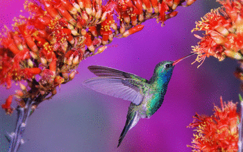 Hummingbird screenshot