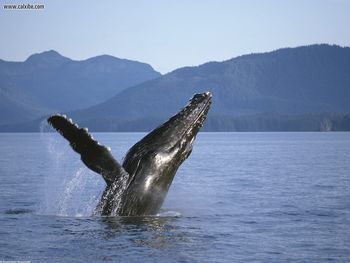Humpback Whale Alaska screenshot