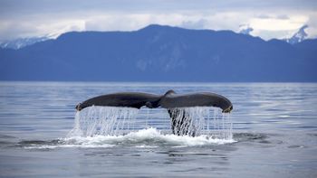 Humpback Whale, Frederick Sound, Alaska screenshot
