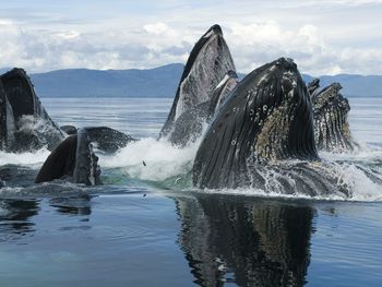 Humpback Whale Group Bubble Net Feeding, Chatham Strait, Alaska screenshot