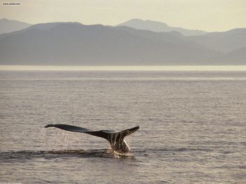Humpback Whale Tail Alaska screenshot