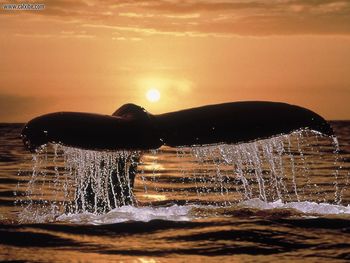 Humpback Whale Tail screenshot