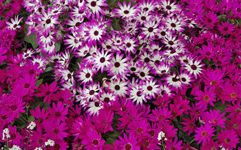 Hybrid Daisies screenshot