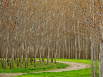 Hybrid Poplar Trees, Boardman, Oregon screenshot