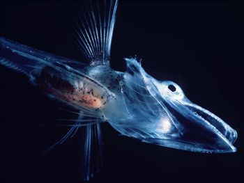Icefish Notothenioidei screenshot