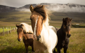 Iceland Horses screenshot