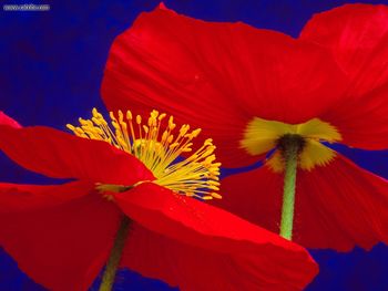 Icelandic Poppies screenshot