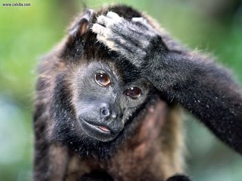 Im So Confused Mantled Howler Monkey screenshot