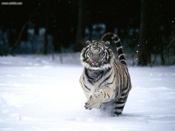 In A Hurry White Tiger screenshot