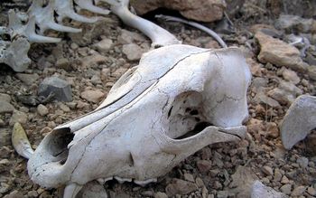 In Bones We Trust screenshot