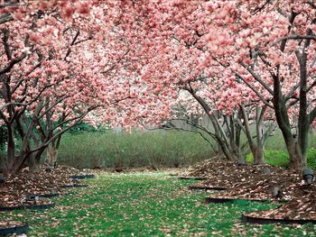 In Full Bloom screenshot