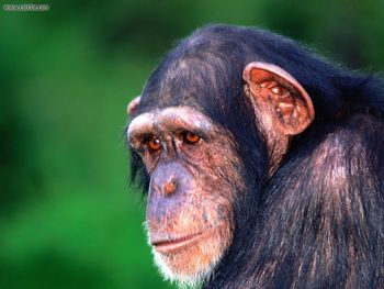 In The Eye Of The Beholder Chimpanzee screenshot