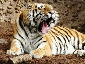 Indian Bengal Tiger screenshot