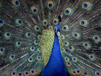 Indian Blue Peacock screenshot