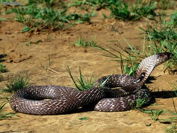 Indian Cobra screenshot