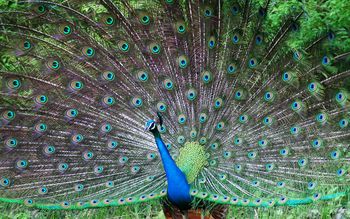 Indian Peafowl screenshot