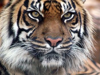 Indian Tiger screenshot