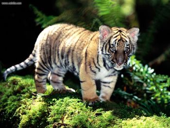 Indochinese Tiger screenshot