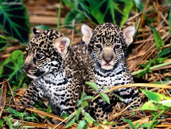 Innocence Jaguar Cubs screenshot