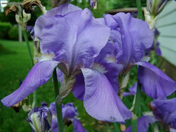 Irises In The Backyard screenshot