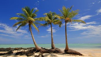 Island Palms, Madagascar screenshot