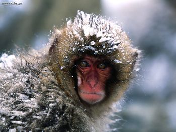 Its A Little Chilly Out Here Japanese Snow Monkey screenshot