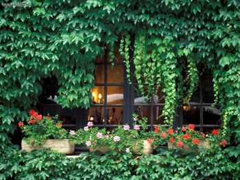 Ivy Window Provence France screenshot