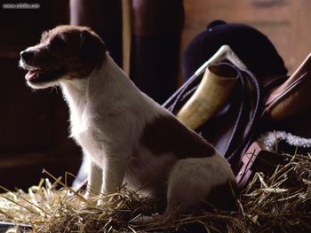 Jack Russell Terrier screenshot