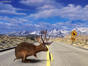 Jackalope Crossing Road screenshot