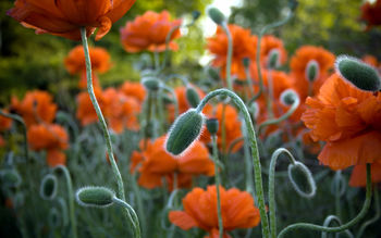 Jackson Park Flowers screenshot