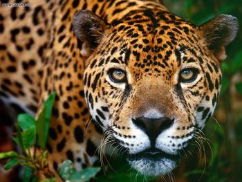 Jaguar Belize screenshot