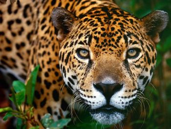 Jaguar, Brasilia screenshot