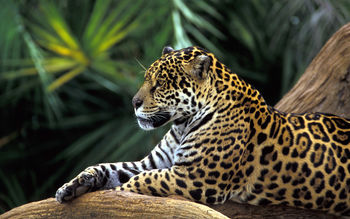 Jaguar in Amazon Rainforest screenshot