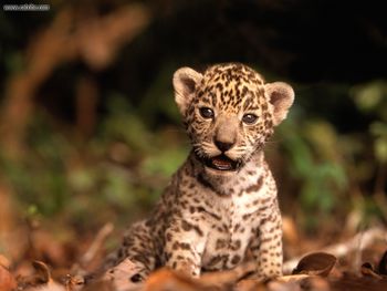 Jaguar Kitten screenshot