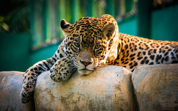Jaguar Mexico screenshot