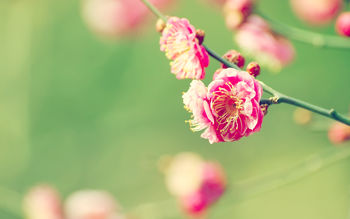 Japanese Apricot screenshot