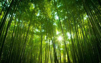 Japanese Bamboo Forest screenshot
