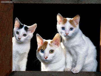 Japanese Bobtails screenshot