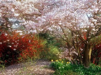 Japanese Cherry Tree screenshot