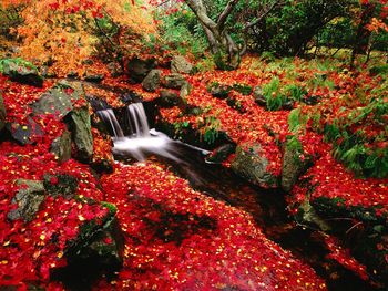 Japanese Maple And Creek, Beacon Hill Park, Victoria, Britis screenshot