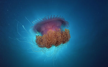 Jellyfish Under Sea screenshot