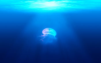 Jellyfish Underwater HD screenshot