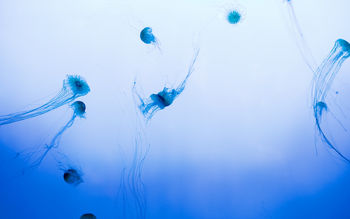 Jellyfishes HD screenshot