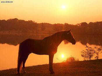 Joe Banjo Rocky Mountain Horse Pennsylvania screenshot