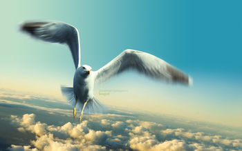 Jonathan Livingston Seagull screenshot